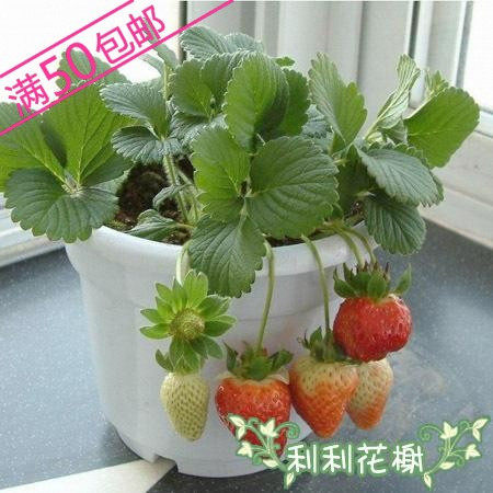 盆栽花种 盆栽草莓30粒1元180粒5元 (花种子花卉种子)花种