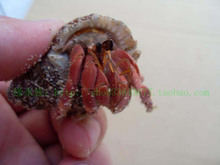 陆地寄居蟹之红粉佳人---艳红色6-8CM