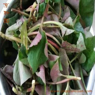 【京黔园】绿色蔬菜 鱼腥草叶 臭菜 肺型草 九节莲 北京同城配送