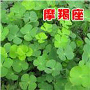 化环境,【宁波实体店】小虎皮兰(1株)防<em>辐射</em>,净