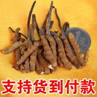 西藏那曲 冬虫夏草 虫草正品 冬虫夏草断草 2-3根/克 高品质断草