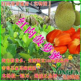  菠萝蜜苗/红肉菠萝蜜苗 橙红色诱惑 树菠萝蜜树苗 一年多次结新品