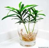 小植物-防辐射-水培植物-观叶植物--罗汉松0.48元一株 限购30株