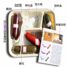 蚕宝宝彩色饲料套装 一份包含饲料 说明书 鹅毛 蚕卵 放大镜等8样