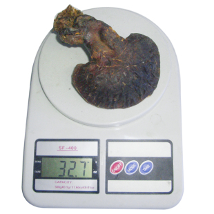  [参芝源]野生木灵芝 赤芝 整块灵芝 33g