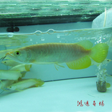 龙鱼 高背金龙