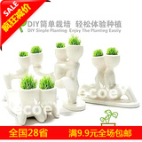 X恋人魔草植物--(亲近)/盆栽/植物 150g