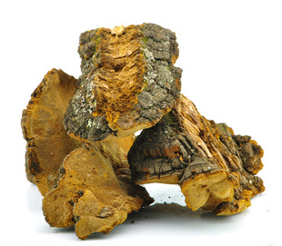  长白山野生 松针层孔菌 松针灵芝 松树桑黄