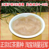 养生堂红茶菌种/海宝/特级/醋蛾子/养胃/保证成活