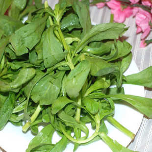  好评如潮绿色蓬蒿菜无公害500克新鲜蔬菜今日秒杀菜市场生鲜超市
