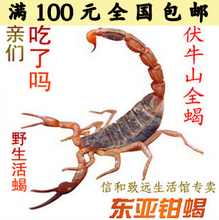 满百包邮*蝎子野生活蝎子食用蝎十足全蝎*排毒养颜祛风湿买十送一