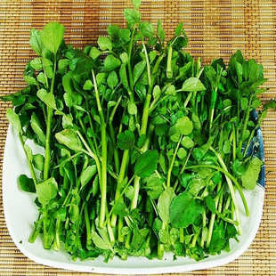  沃庄园 精品西洋菜/豆瓣菜500g,新鲜蔬菜有机种植,今日秒杀菜市场