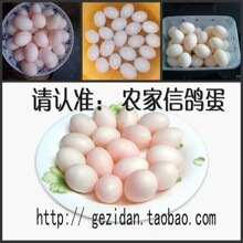 【豆豆鸽厂】正宗农家鸽子蛋 信鸽蛋 白鸽蛋损坏包赔50枚 邮空运