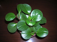 leaf Shiny Green leaf Watercress Green Pepper grass,Water to keep indoor Triin the Flower delivery/Flowers simulation/Plants gardening , Creative mini-plant category - from Buy2taobao.com to provide professional Taobao agent buy service