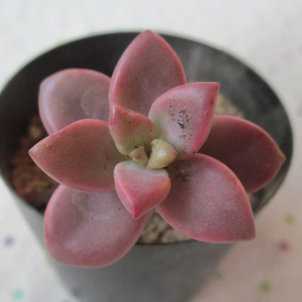 姬胧月日系多肉植物盆栽肉肉小型品种|一淘网