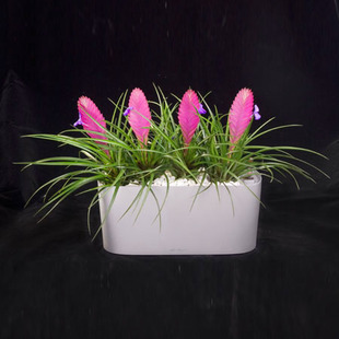 室内盆栽 花卉 空气凤梨 铁兰花 红叶铁兰 紫凤