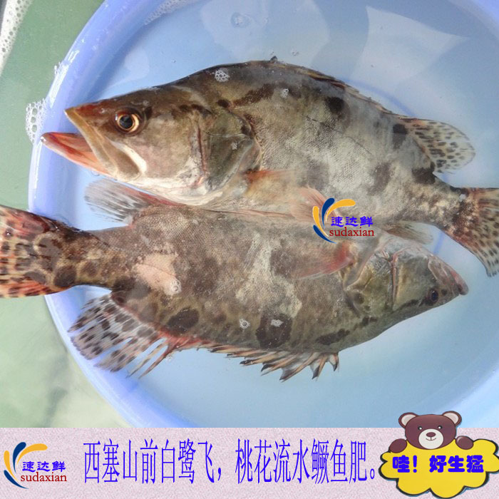 生猛河鲜 海鲜鲜活野生鳜鱼桂鱼桂花鱼鳌花鱼松鼠鱼 适合孕妇宝宝在类目 水产肉类/新鲜蔬果/熟食, 海鲜/水产品/制品, 淡水鱼类中 - 来自Buy2taobao.com提供专业的淘宝代购服务