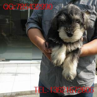 实物图片纯种雪纳瑞梗幼犬小狗出售 白胡子白