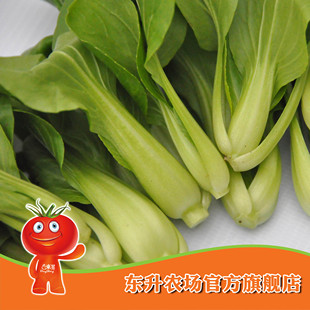  【东升农场】东升上海青苗_青菜_健康蔬菜 广州新鲜配送（300g）