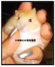 家养可爱布丁仓鼠宝宝 宠物 可快递