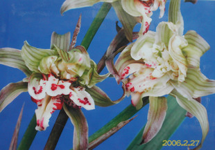 兰花---春剑篇 - 风轻云淡 - 风轻云淡