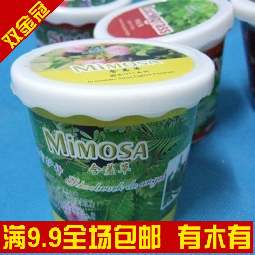 盆装园艺DIY-含羞草