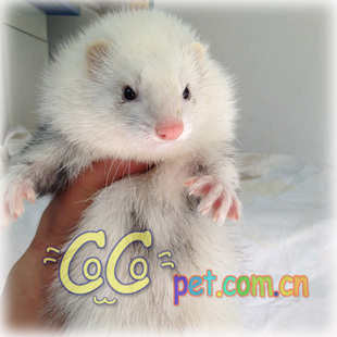 安哥鲁 玛雪儿宠物貂美洲熊猫[安哥鲁专卖店]-