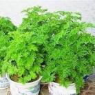 盆式精装驱蚊草 驱蚊香草