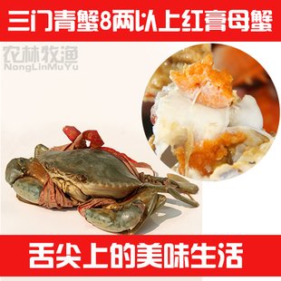  海鲜青蟹三门青蟹大红膏蟹母螃蟹产地直销8两到1斤红膏母蟹礼盒装