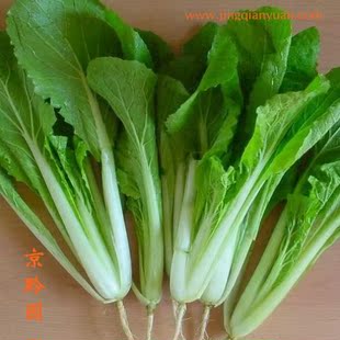  【京黔园】绿色食品优质蔬菜 小白菜 北京买菜当天送到家