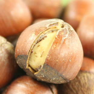  淘滋源坚果零食品浙江特产特级野生【开口榛子】250克