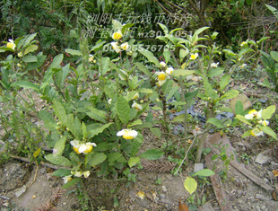 湘赣高山野生茶叶树白茶花盆景大茶树苗 能开