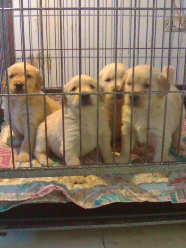 狗狗寄养淘宝网狗狗寄养价格,狗狗寄养品牌,睡衣旗舰店