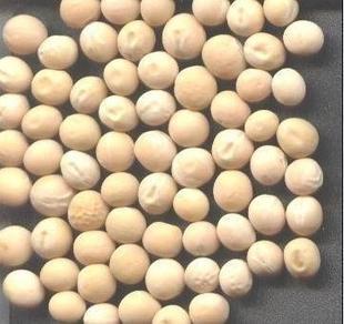 东北 豌豆 大白豌豆生 优质农家杂粮 大豌豆 全场5斤包邮|msdalam kategori beras/Utara-Selatan barangan kering/perasa, meter/tepung/bijirin, Beans, lain - dari Buy2taobao.com untuk memberikan perkhidmatan ejen Taobao profesional membeli
