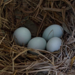  乌鸡 绿壳鸡蛋 山间散养满30只江浙沪皖包邮 新鲜土鸡蛋适合宝宝