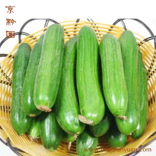  【京黔园】绿色食品新鲜蔬菜 荷兰黄瓜 小黄瓜 北京买菜当天送到