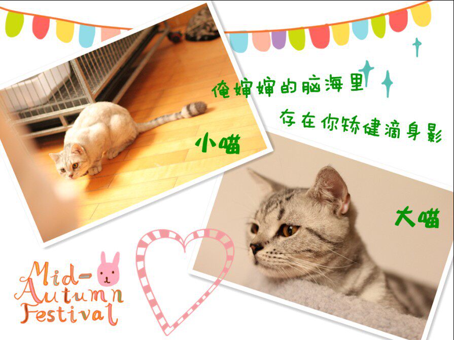 Flying cat pet paradise 