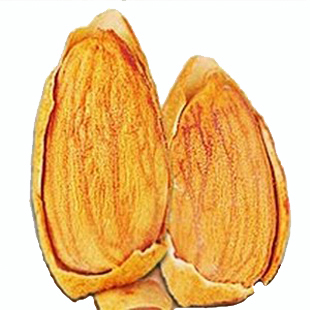  卖疯了 一天爆卖3500享客NP巴旦木228*3 新疆奶香巴达木壳杏仁