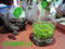 上下架计划:2014新茶上市正宗崂山绿茶明前特级崂山春茶叶抗辐射包邮 豆香型