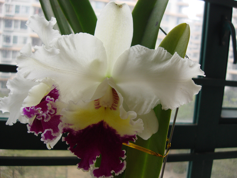 【順豐包郵】Rlc. Chian-Tzy Lass‘Giant’'千嬌卡特蘭花洋蘭在類目 鮮花速遞/花卉仿真/綠植園藝, 花卉/綠植盆栽(新), 花卉中 - 來自Buy2taobao.com提供專業的淘寶代購服務