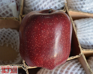  新鲜水果 花牛苹果 12-15个装 超值促销 北京包邮