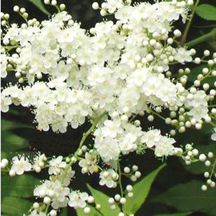 新潮花卉珍珠梅**花蕾象珍珠一样3年球