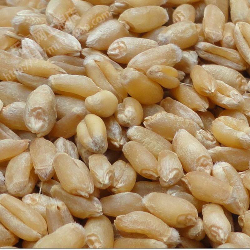 优质农家小麦500g有少量麦穗农家杂粮粗粮十米粥无锡网上粮店在类目 粮油米面/南北干货/调味品, 米/面粉/杂粮, 其它粮食中 - 来自Buy2taobao.com提供专业的淘宝代购服务