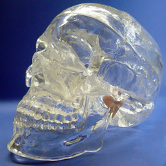 颐诺透明人体头颅骨解剖模型水晶头骨神经科X光介入模型