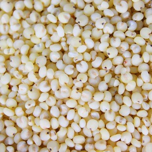  白高粱米 五谷杂粮 高粱仁 辽宁特产 粗粮 非转基因500g/5元运费