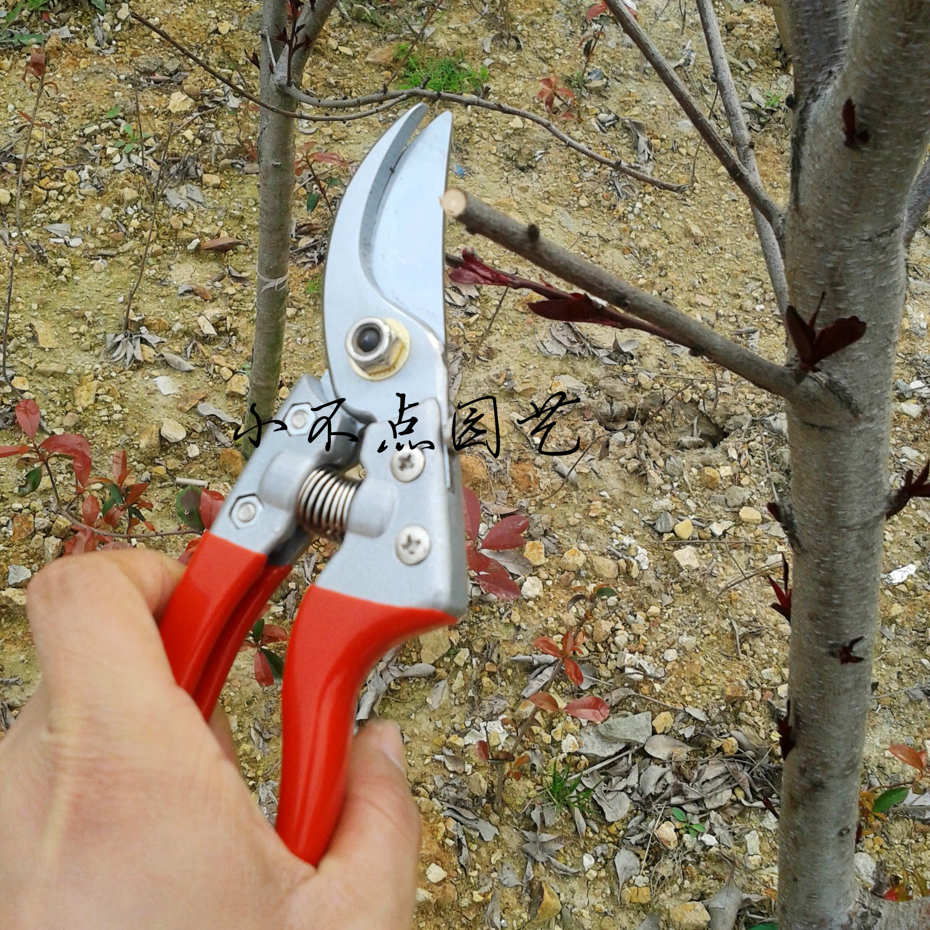 SK5 blade Pruning Pruning shears gardens Gardening tools scissors Fruit scissors Fruiting branches cutin the Hardware/Tool , Hand Tools , Scissors , Gardening shears category - from Buy2taobao.com to provide professional Taobao agent buy service
