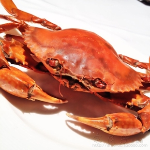  【宅民乐】三门青蟹大红膏蟹 母螃蟹 海鲜 鲜活水产 醉蟹 2斤包邮