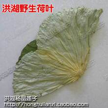 荷叶蒸大闸蟹 干荷叶 荷叶茶 莲藕叶 莲叶 脱水莲叶蒸洪湖大闸蟹