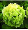 花卉 盆栽 植物 国色天香雍容华贵【 绿香球 】 牡丹 多年生苗子