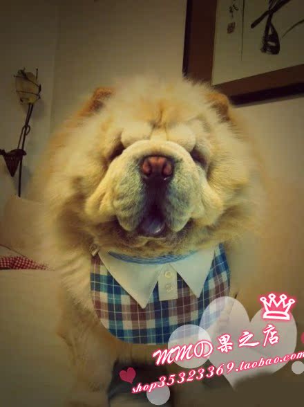 宠物 大型犬大型狗松狮金毛防水围嘴 口水巾 双面用定做 衬衫系列在类目 宠物/宠物食品及用品, 宠物服饰及配件, 围巾中 - 来自Buy2taobao.com提供专业的淘宝代购服务